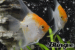 pescetti.gif