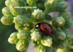 coccinella-3[1].jpg