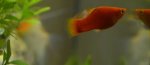 pescetto rosso.jpg