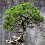 bonsai123.jpg