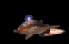 xdisc.gif