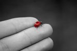 coccinella_01.jpg