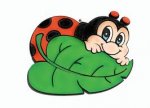 coccinella.jpg