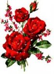 rose rosse.jpg