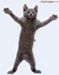 gatto ballo.jpg
