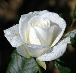rosa 14.jpg