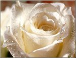 rosa bianca-bellissima-.jpg