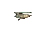 060.gif