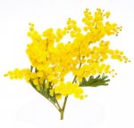 76-0-Mimose.jpg