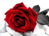 Blumen_028_small.jpg