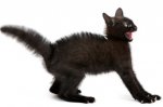 gatto-nero-impaurito.jpg