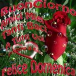 buona domenica amici.jpg