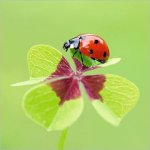 coccinella quadrifoglio chiaro.jpg