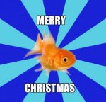 merry-christmas-fish.jpg