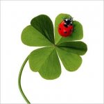coccinellegli.jpg