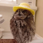 owl-39.gif