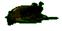 15.gif