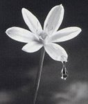 Fiore.jpg