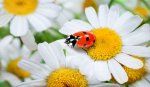 coccinella-e-margherita-princ-600x345.jpg