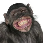depositphotos_10880072-stock-photo-mixed-breed-monkey-between-chimpanzee.webp