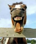 cavallo ridens[1].jpg