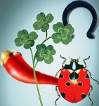coccinella.jpg