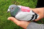 Pigeon_1[1].jpg