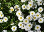 bellis2.jpg