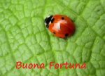 coccinella.jpg