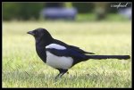 luckybird[1].jpg