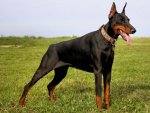 71286-dogs-dobermann[1].jpg