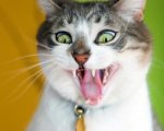 funny-zoo-animals1-1024x819[1].jpg