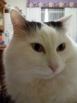 Merlino 3.jpg