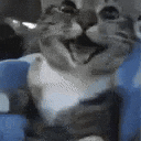 HappyCatGIF.gif HappyCatGIF.gif