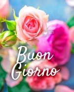 buon-giorno-rosa.jpg