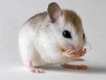 Mouse[1].jpg
