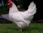 GALLINA BLANCA[1].jpg