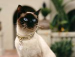 Siamese_Cat[1].jpg