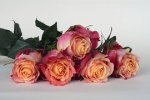 roses-1706442__180.jpg