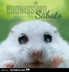 1t7da25t1n-criceto-bianco-con-gli-occhioni-buonissimo-sabato-buongiorno_a.jpg