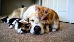 dogscats.jpg