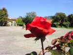 foto_fiori_10.jpg