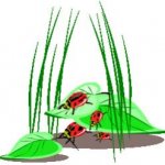 Coccinelle 06.jpg
