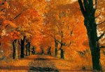 autunno.jpg