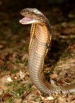 cobra-reale-king-cobra-01[1].jpg