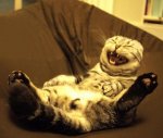 funny-cat-laughing-so-hard-6722[1].jpg