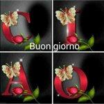 IMG-20181218-WA0001.jpg