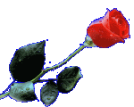True_Love_Forever_Red_Rose.gif