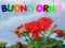 bg-gerani.gif