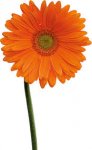 fiore.jpg